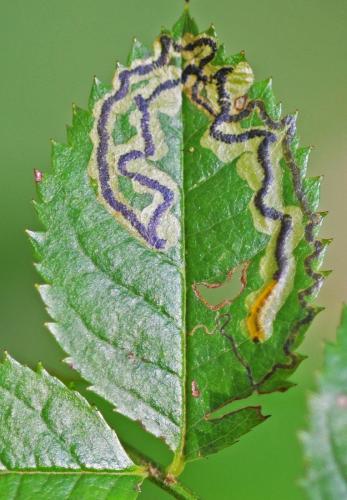 Stigmella anomalella